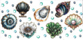 Seashells